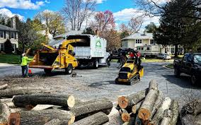 How Our Tree Care Process Works  in  Tracy, CA