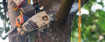 Best Stump Grinding and Removal  in Tracy, CA