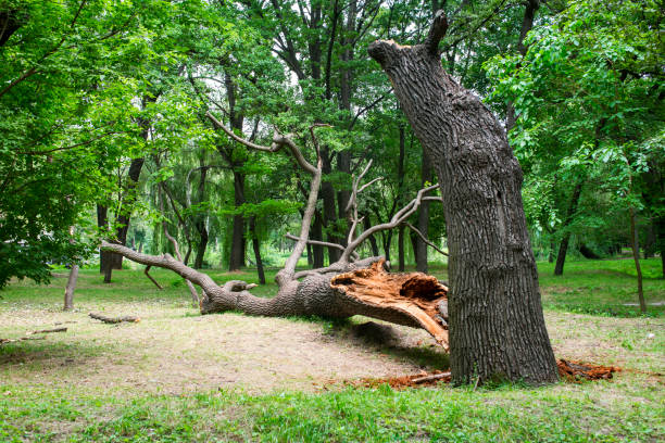 Tracy, CA Tree Care Company