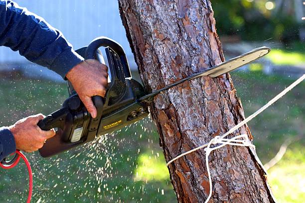 Best Commercial Tree Services  in Tracy, CA
