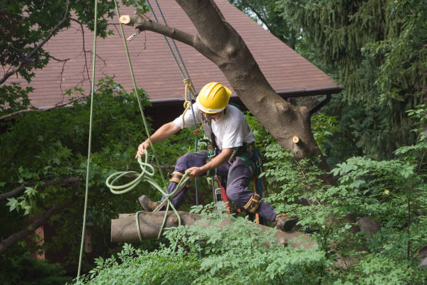 Best Tree Disease Treatment  in Tracy, CA