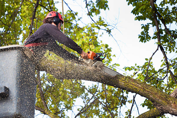 Best Tree and Shrub Care  in Tracy, CA