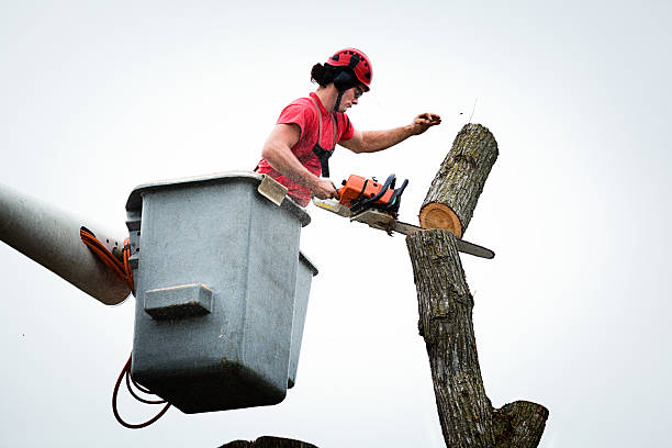 Best Tree Planting  in Tracy, CA