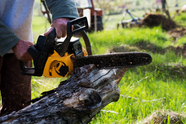 Best Storm Damage Tree Cleanup  in Tracy, CA