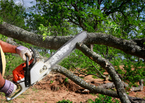 Best Lot and Land Clearing  in Tracy, CA