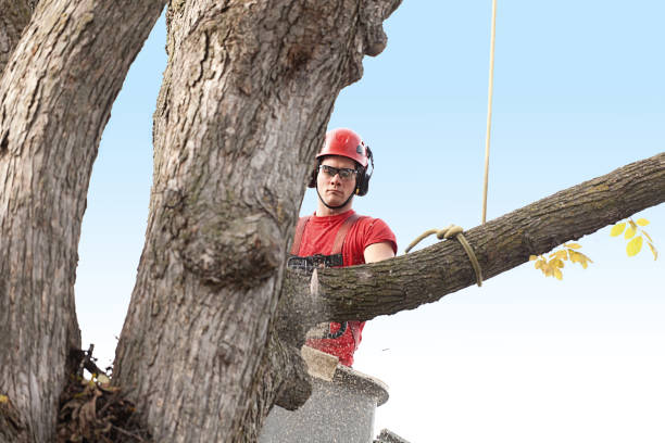 Best Tree Maintenance Programs  in Tracy, CA
